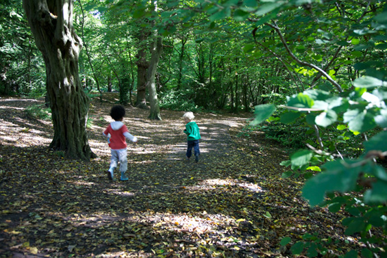 Queens Wood